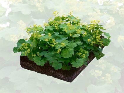 Vrouwenmantel Plantenmat