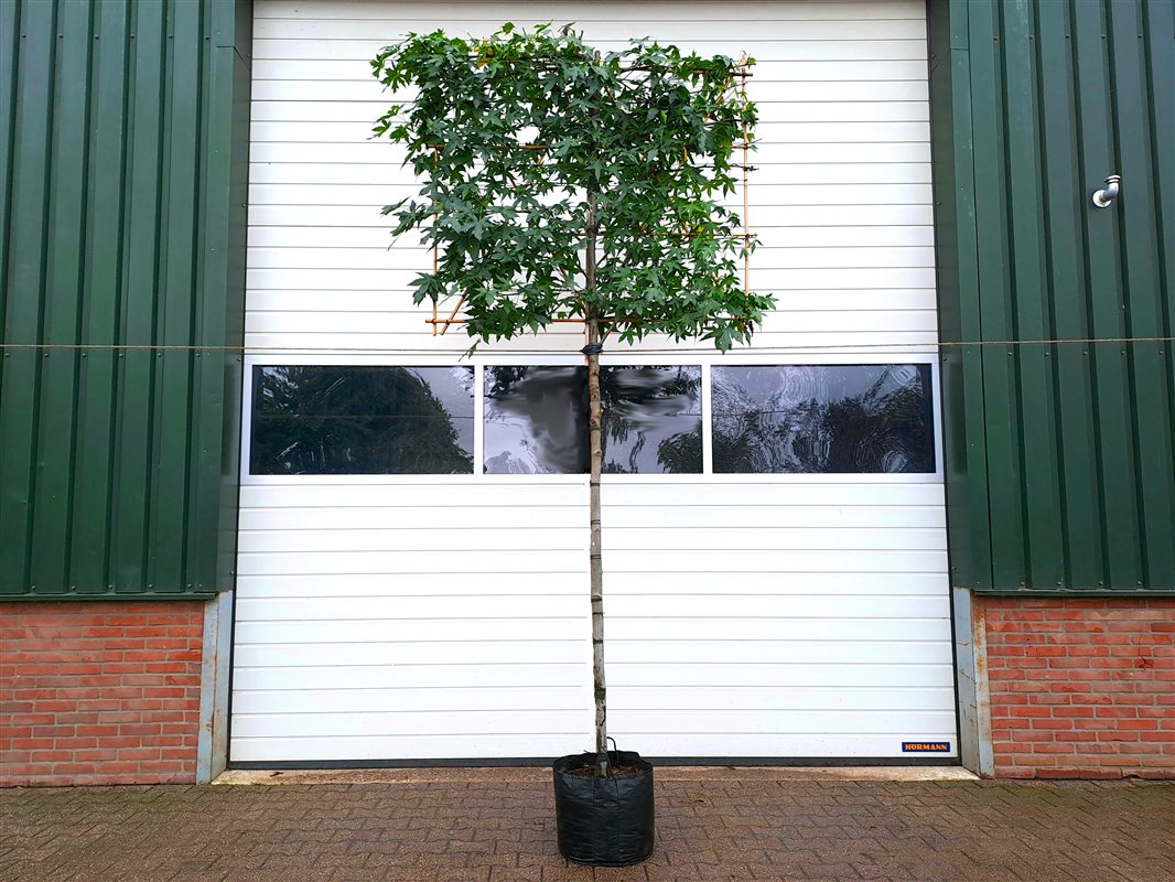 Alles over de Lei Amberboom