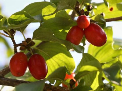 Gele Kornoelje 'Kasanlak'