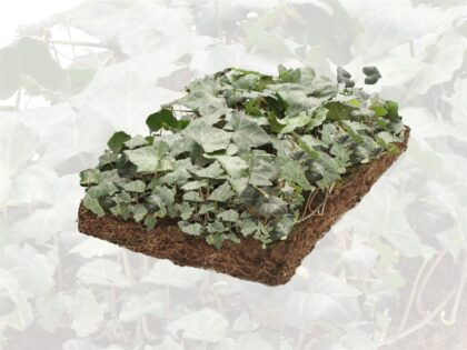 Klimop Plantenmat
