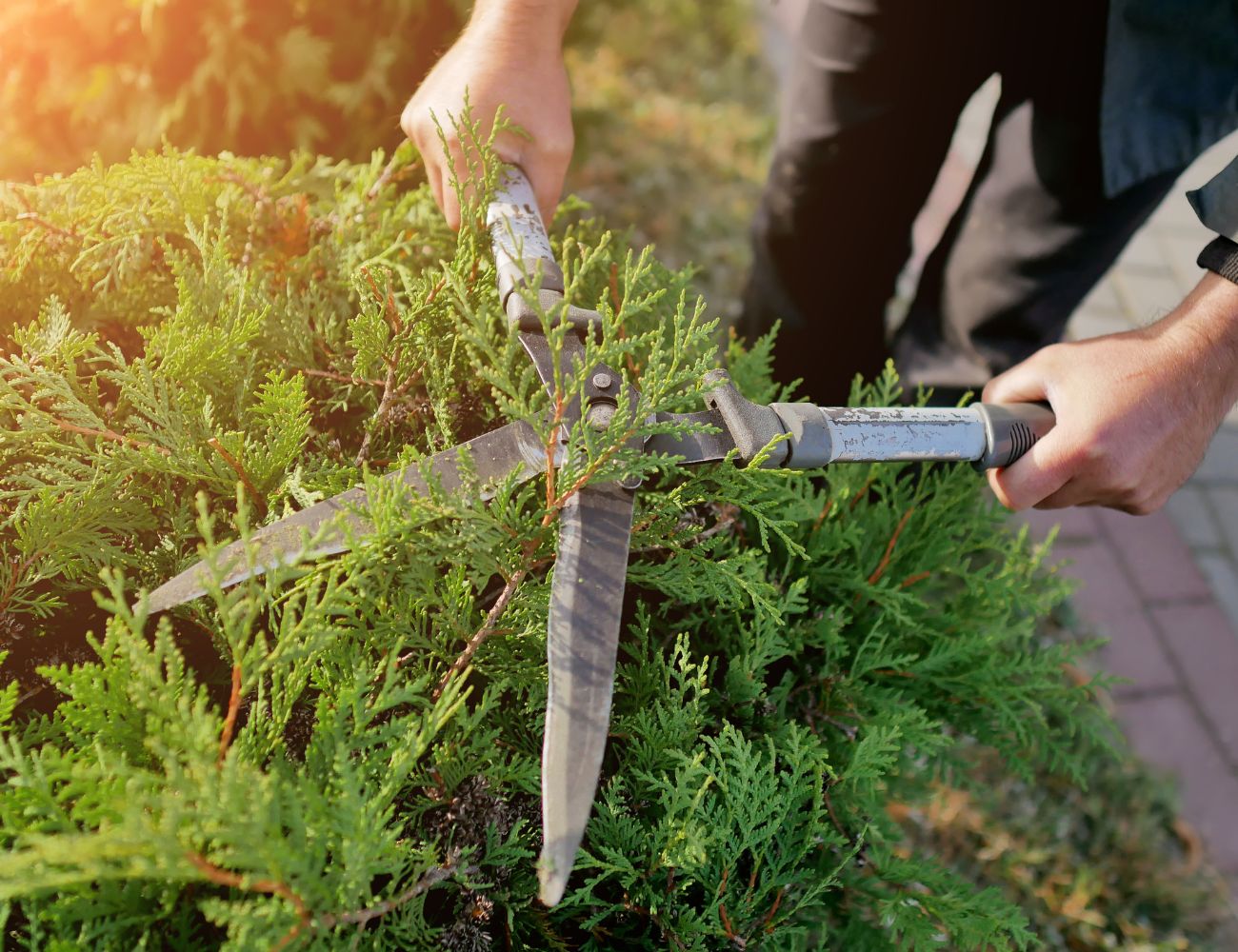 Je tuin herfstklaar maken handige tips