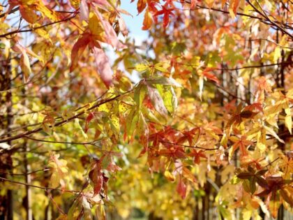 Lei Amberboom 'Worplesdon' XL- Scherm