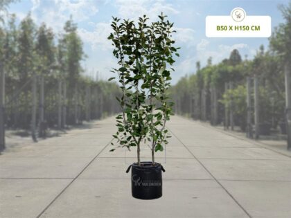 Appel Kant-en-Klaar Haag