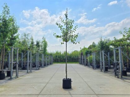 Appelboom 'Karmijn de Sonnaville'