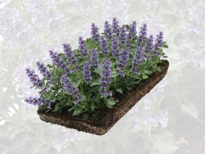 Kattenkruid Plantenmat