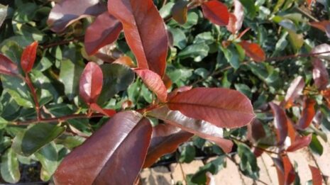 Glansmispel 'Camilvy'