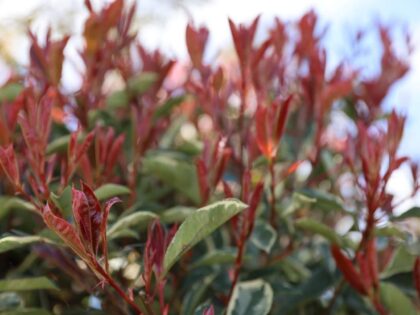 Glansmispel 'Pink Marble'