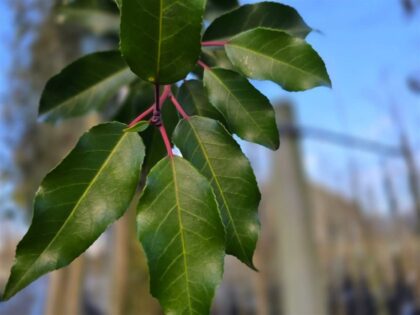 Portugese Lei Laurier 'Brenelia'