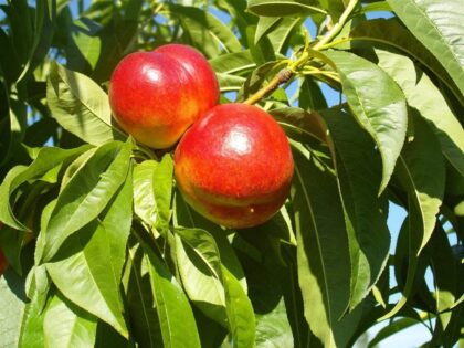 Nectarineboom