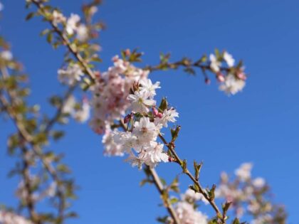 Winterbloeiende Sierkers Meerstammig