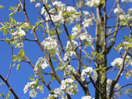 Sierpeer Meerstammig