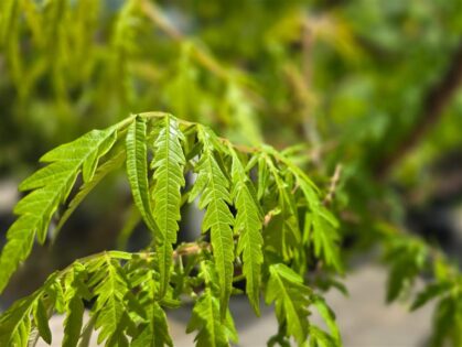 Fluwelboom Meerstammig