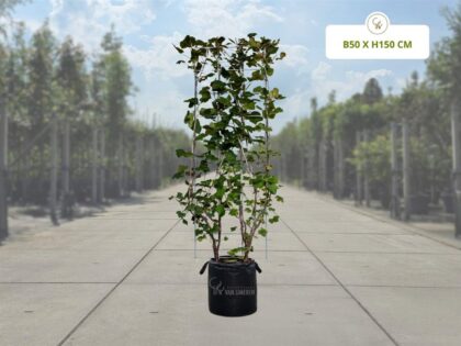 Aalbes Kant-en-Klaar Haag