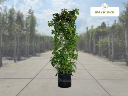 Framboos Kant-en-Klaar Haag