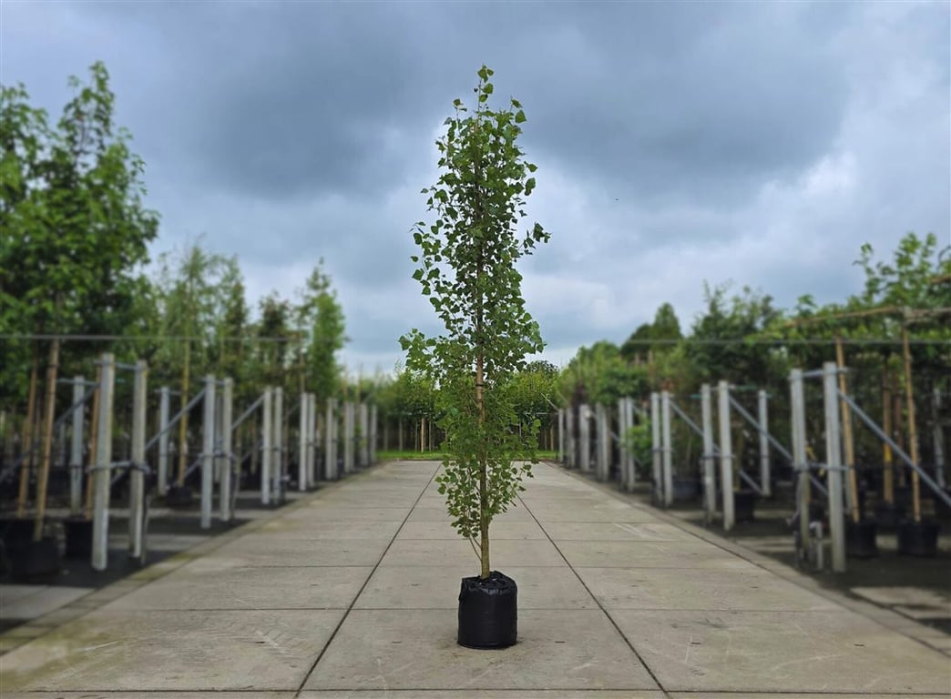 Snelgroeiende bomen voor direct resultaat
