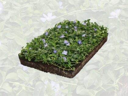 Maagdenpalm Plantenmat