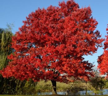 6 bomen die prachtig verkleuren