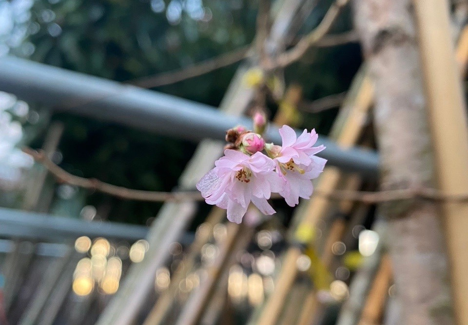 5 mooie bomen voor een kleine tuin van ijmeren boomkwekerij