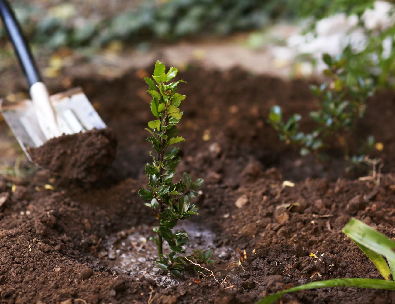 bomen-planten-in-de-herfst-voordelen