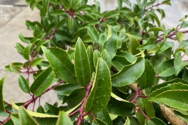 Het hele jaar door bladeren? Deze 7 groenblijvende haagplanten hebben het