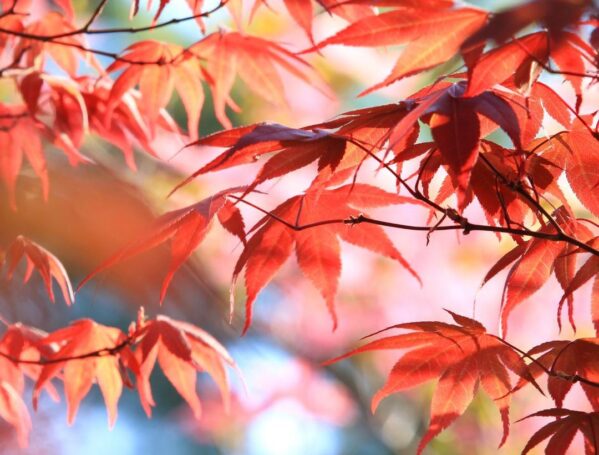 japanse-esdoorn-mooi